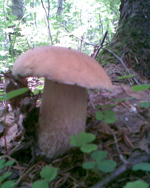 почему грибы растут под деревьями