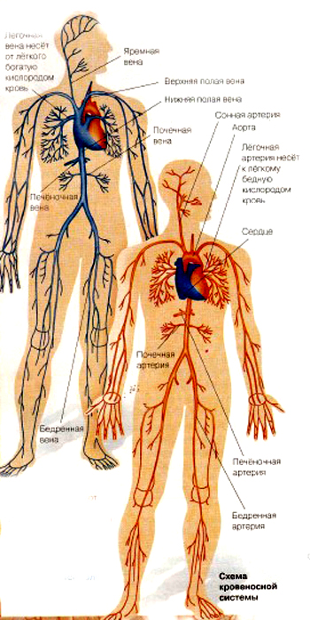 кровеносная система человека