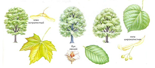 как по листьям определить дерево