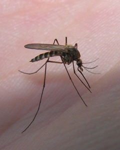 отпугиватели комаров