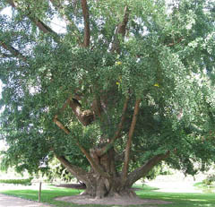 гинкго билоба дерево