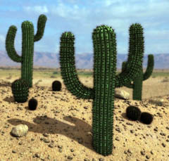 почему кактусы выживают в условиях пустыни