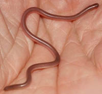 какая змея самая маленькая в мире