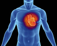 сколько весит сердце человека в среднем
