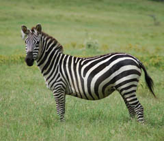 какого цвета зебра, белого или черного