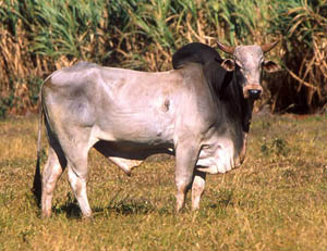 корова зебу