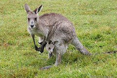почему кенгуру носит детеныша в сумке