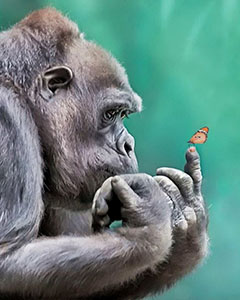 почему обезьяны не эволюционируют в человека