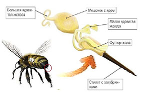 зачем пчела умирает после того как ужалит