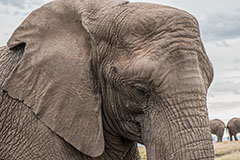 почему у слонов морщинистая шкура