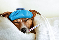 можно ли заразиться простудой от собаки