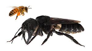 где обитает самая большая пчела в мире