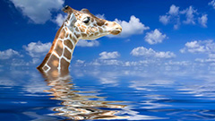 могут ли жирафы плавать