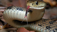 почему у змеи двойной язык
