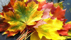почему осенние листья разного цвета