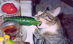 бывают ли кошки-вегетарианцы
