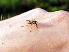 сколько раз может укусить комар