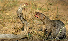 почему мангусты сильнее змей