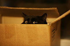 почему кошки любят сидеть в коробках