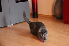 почему кошки любят играть с лазерной указкой