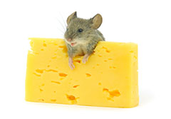 любят ли мыши сыр