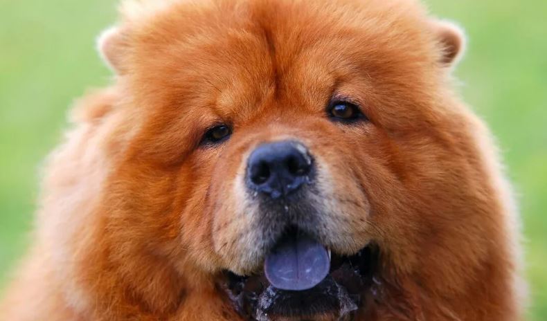 почему у собак породы чау-чау язык синего цвета