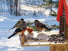 чем можно кормить птиц зимой в кормушках