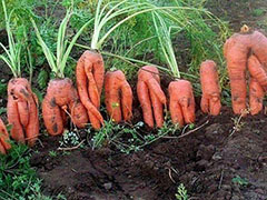 почему на участке вырастает корявая и рогатая морковь