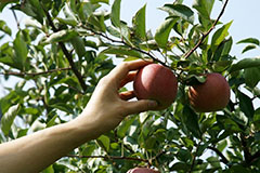 как проверить спелость яблок