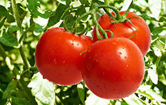 почему в россии томаты называют помидорами