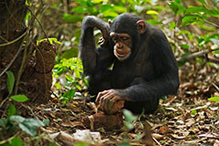 может ли шимпанзе стать человеком