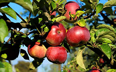 как проверить яблоки на спелость