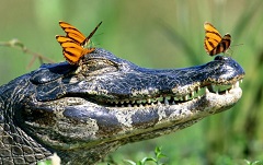 почему бабочки садятся на крокодилов