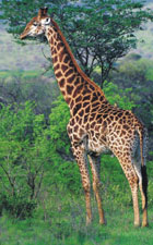 почему у жирафа длинная шея
