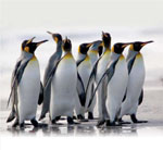 почему пингвины не летают и не мёрзнут