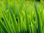 почему трава зелёная