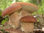 что такое грибы