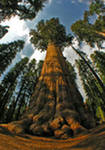 самое высокое дерево в мире