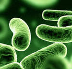 что такое бактерии