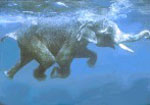 умеет ли слон плавать