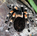 самый большой паук в мире