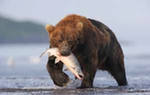 самый большой бурый медведь в мире - кадьяк