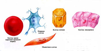 строение клетки человека