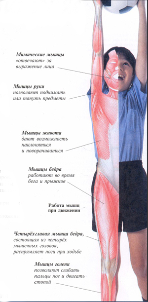 описание мышц человека
