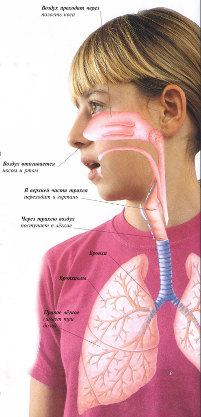дыхательная система человека
