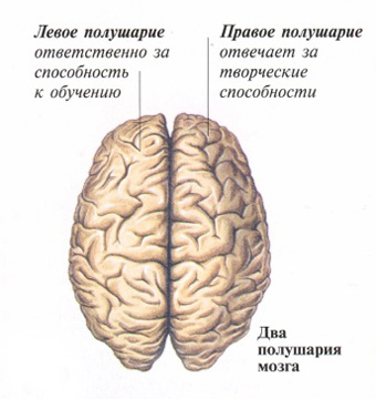 строение головного мозга человека